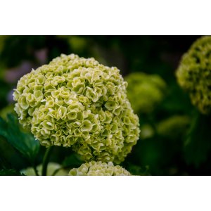 Hortenzia metlinatá (Hydrangea paniculata) ´PASTEL GREEN´® - výška 30-50 cm, kont. C3L